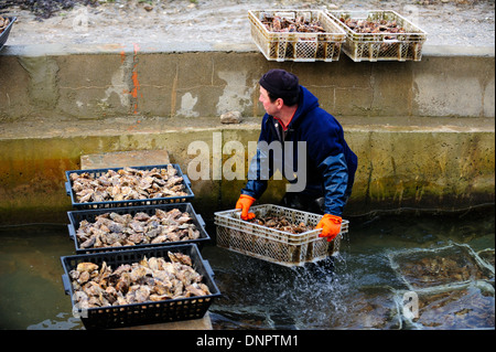 Oysterman prendendo le ceste piene di ostriche maturata in una claire la piscina con acqua dolce in Charente-Maritime, Francia Foto Stock