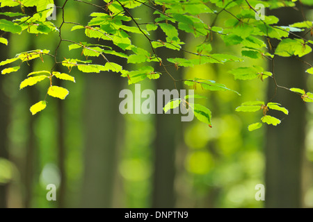 Foglie di faggio in primavera, Hallerbos, Halle, Brabante Fiammingo, Vlaams Gewest, Belgio Foto Stock