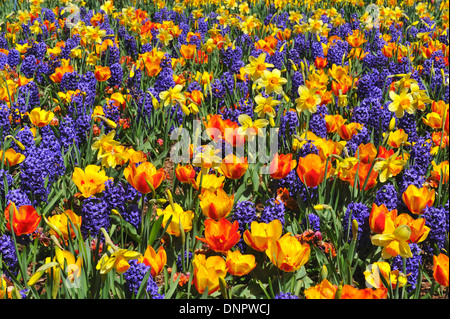 Campo di giacinto, daffodil e tulip fiori che sbocciano in Texas, Stati Uniti d'America Foto Stock