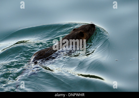 Un coypu nuotare in un flusso di Plano, in Texas, Stati Uniti d'America Foto Stock