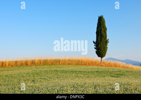 Trifoglio e campi di grano con Mediterraneo cipresso (Cupressus sempervirens), Val d'Orcia, in provincia di Siena, Toscana, Italia Foto Stock