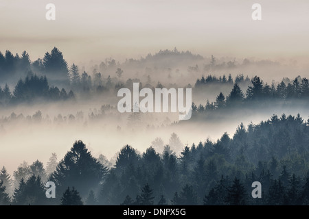 Nebbia di mattina, Kochelmoor, Bad Tolz-Wolfratshausen, Alta Baviera, Baviera, Germania Foto Stock