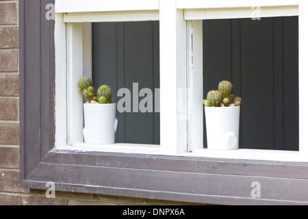 Due cactus pot su un davanzale. Foto Stock