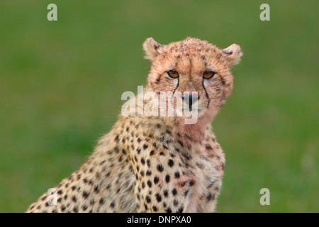 Ritratto di metà cresciuto Cub ghepardo (Acinonyx jubatus), il Masai Mara riserva nazionale, Kenya, Africa Foto Stock