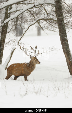 Maschio rosso cervo (Cervus elaphus) in inverno, Baviera, Germania Foto Stock