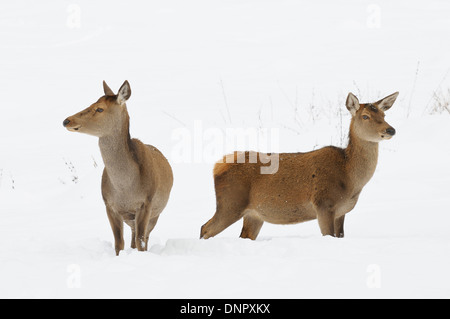 Femmina rosso cervo (Cervus elaphus) in inverno, Baviera, Germania Foto Stock