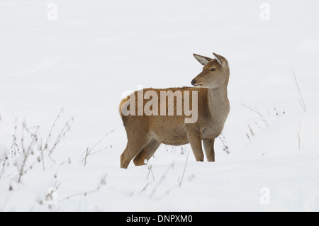 Femmina rosso cervo (Cervus elaphus) in inverno, Baviera, Germania Foto Stock