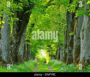 Lime Tree Allee, Kurfurstenallee, Marktoberdorf, Ostallgau, Baviera, Germania Foto Stock