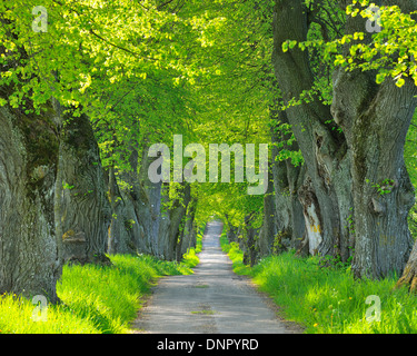 Lime Tree Allee, Kurfurstenallee, Marktoberdorf, Ostallgau, Baviera, Germania Foto Stock