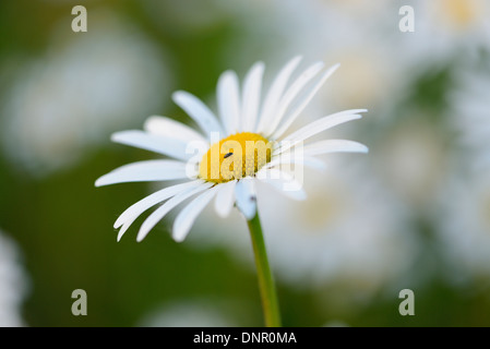 Close-up di oxeye daisy (Leucanthemum vulgare) sboccia in un prato in primavera, Baviera, Germania Foto Stock