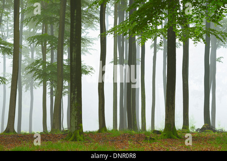 Foresta di faggio (Fagus sylvatica) in early morning mist, Spessart, Baviera, Germania, Europa Foto Stock