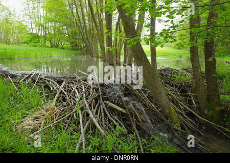 Beaver Dam da castoro europeo (Castor fiber), Hesse, Germania, Europa Foto Stock