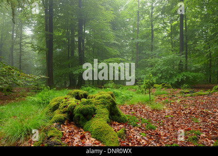 Mossy tronco di albero e la foresta di faggio (Fagus sylvatica) in early morning mist, Spessart, Baviera, Germania, Europa Foto Stock