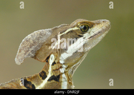 Basilisk Lizard (Basiliscus Basiliscus) testa e cresta Foto Stock