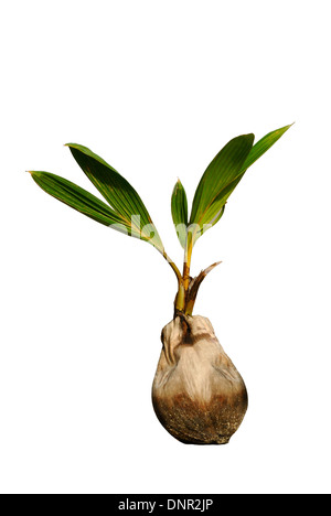 Interruzione di una noce di cocco (Cocos nucifera) germinazione Foto Stock