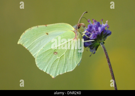 Femmina di Brimstone butterfly (Gonepteryx rhamni) Foto Stock