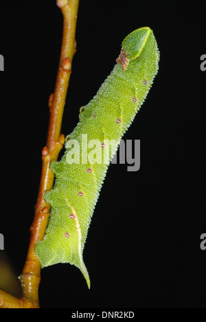 Il PIOPPO Hawk Moth Caterpillar (Laothoe populi) Foto Stock