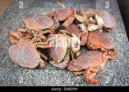 Un mucchio di recentemente bollita e granchi sulla spiaggia di Brighton Foto Stock