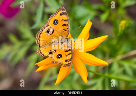 Peacock Pansy butterfly. Foto Stock