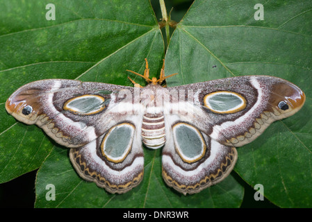 Un adulto bianco-inanellati Atlas moth a riposo Foto Stock