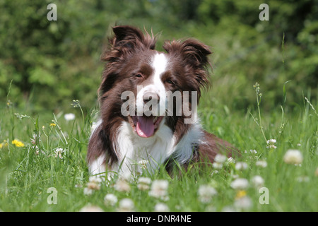 Cane Border Collie / adulti (rosso e bianco) giacenti in un prato Foto Stock