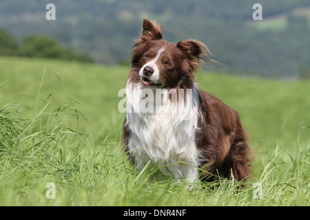 Cane Border Collie / adulti (rosso e bianco) in piedi in un prato Foto Stock