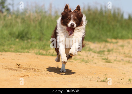 Cane Border Collie / adulti (rosso e bianco) in esecuzione sul terreno Foto Stock