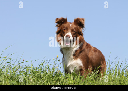 Cane Border Collie / adulti (rosso e bianco) in piedi in un prato Foto Stock