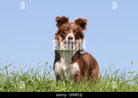 Cane Border Collie / adulti (rosso e bianco) in piedi in un prato Foto Stock