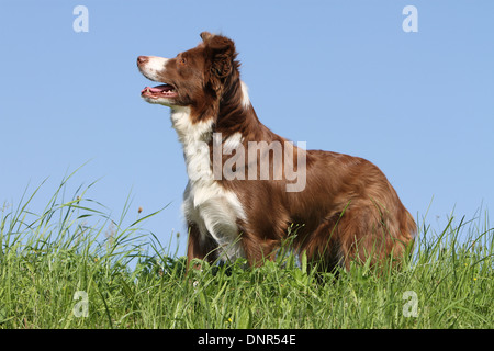 Cane Border Collie / adulti (rosso e bianco) in piedi in un prato Foto Stock
