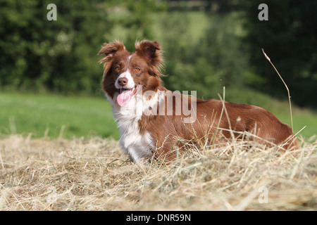 Cane Border Collie / adulti (rosso e bianco) in piedi in un campo Foto Stock