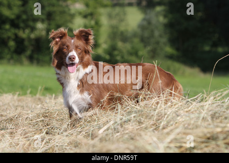 Cane Border Collie / adulti (rosso e bianco) in piedi in un campo Foto Stock