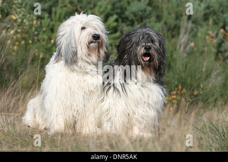 Polish Lowland Sheepdog / Nizinny / Polski Owczarek Nizinny / 2 adulti seduti in un prato Foto Stock