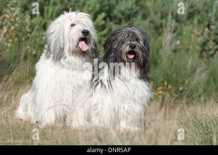 Polish Lowland Sheepdog / Nizinny / Polski Owczarek Nizinny / 2 adulti seduti in un prato Foto Stock