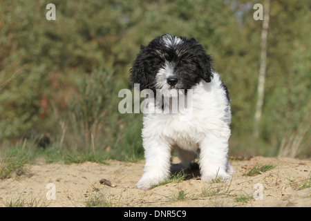 Cane cani Polish Lowland Sheepdog Nizinny Polski / cucciolo in piedi in un prato Foto Stock