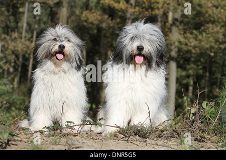 Polish Lowland Sheepdog / Nizinny / Polski Owczarek Nizinny / 2 adulti seduti in una foresta Foto Stock