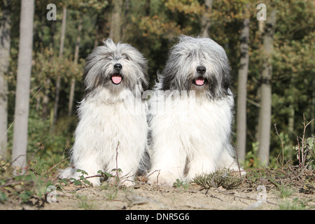 Polish Lowland Sheepdog / Nizinny / Polski Owczarek Nizinny / 2 adulti seduti in una foresta Foto Stock