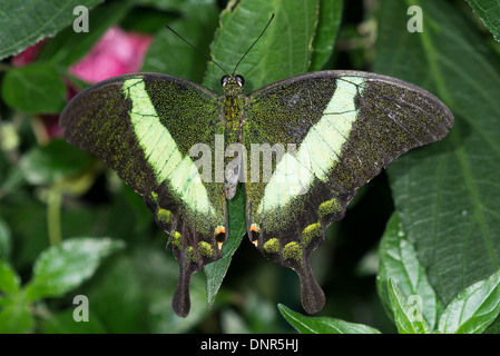 Uno smeraldo farfalla pavone a riposo Foto Stock