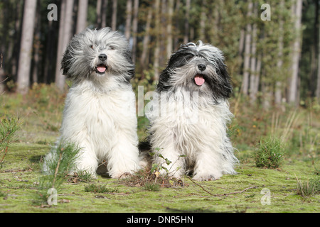 Polish Lowland Sheepdog / Nizinny / Polski Owczarek Nizinny / 2 adulti seduti in una foresta Foto Stock