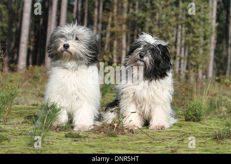 Polish Lowland Sheepdog / Nizinny / Polski Owczarek Nizinny / 2 adulti seduti in una foresta Foto Stock