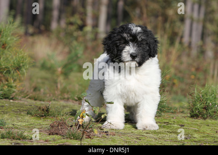 Cane cani Polish Lowland Sheepdog Nizinny Polski / cucciolo in piedi in un legno Foto Stock