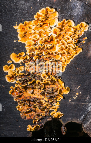 Un sanguinamento crosta di quercia fungo Foto Stock