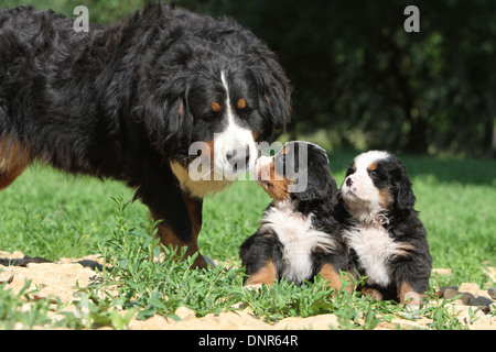 Cane Bovaro del Bernese per adulti e due cuccioli in un giardino Foto Stock