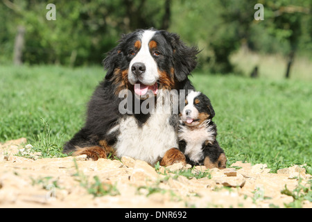 Cane Bovaro del Bernese adulto e puppy in un giardino Foto Stock