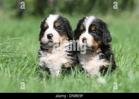 Cane Bovaro del Bernese due cuccioli seduti in un giardino Foto Stock