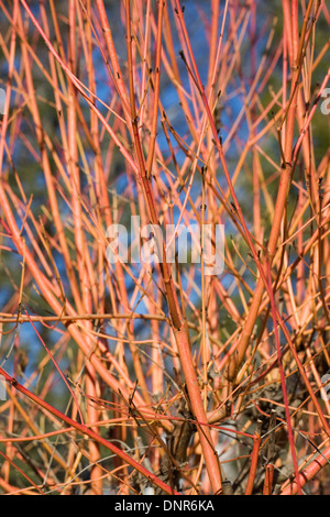 Cornus sanguinea 'Midwinter Fire". Cornus nasce nel sole d'inverno. Foto Stock