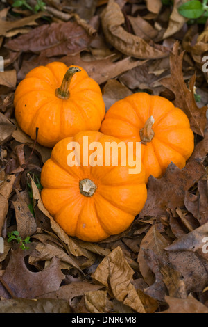 Cucurbita. Tre mini zucche su foglie di autunno. Foto Stock