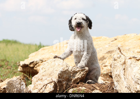 Cane Perro de Agua Espanol / Spagnolo acqua cane adulto in piedi sulle rocce Foto Stock