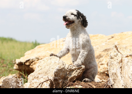 Cane Perro de Agua Espanol / Spagnolo acqua cane adulto in piedi sulle rocce Foto Stock