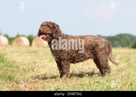 Cane Perro de Agua Espanol / Spagnolo acqua cane adulto in piedi in un campo Foto Stock